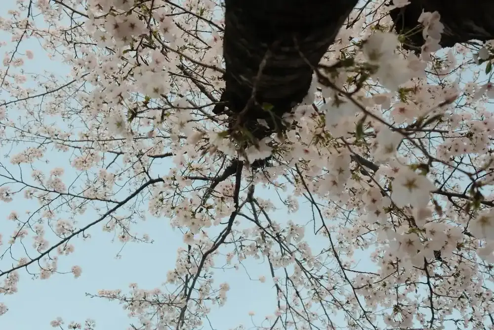 春日天空下開花的樹枝